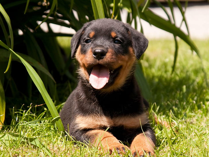dog, dogs, Rottweiler, one animal, animal themes, plant, grass, HD wallpaper