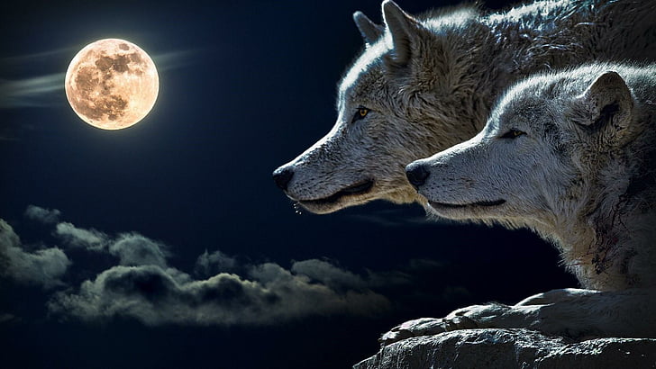 nature, moon, sky, wildlife, wolf, gray wolf, atmosphere, moonlight, HD wallpaper