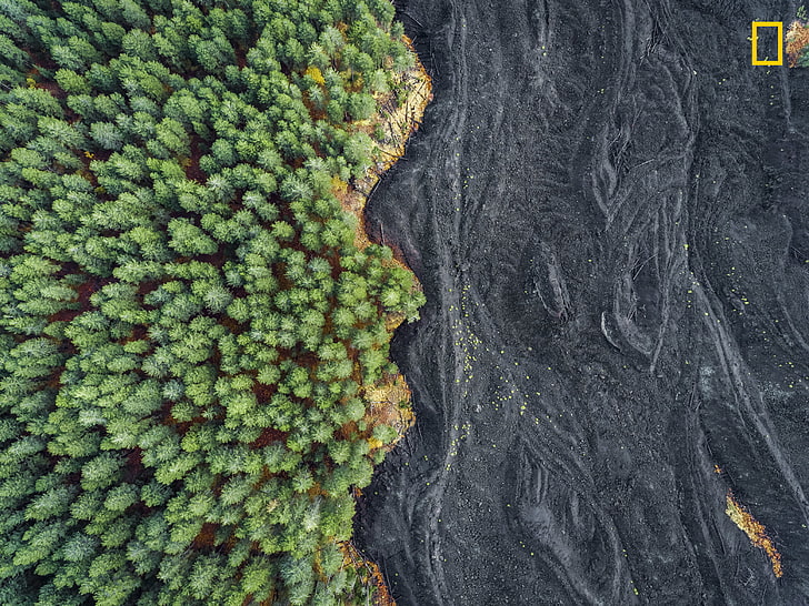 green leafed trees, nature, landscape, National Geographic, aerial view