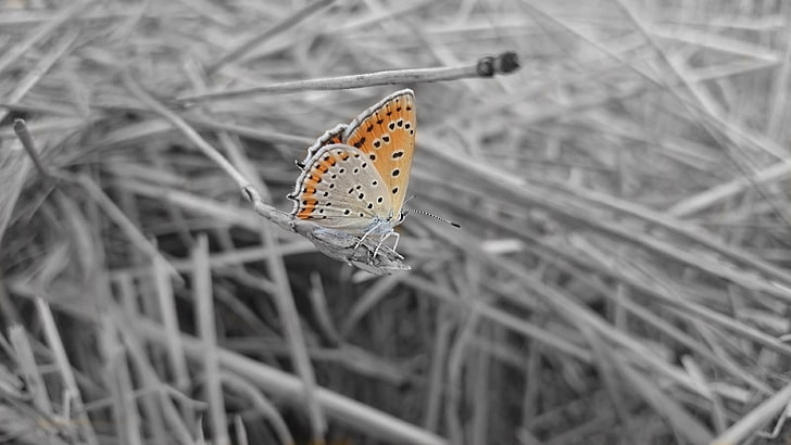 black, wheat, butterfly, selective coloring, animal wildlife