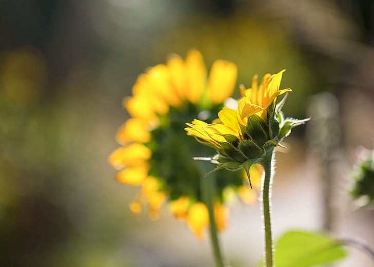 selective focus photography of yellow Sunflower, sunflowers, sunflowers