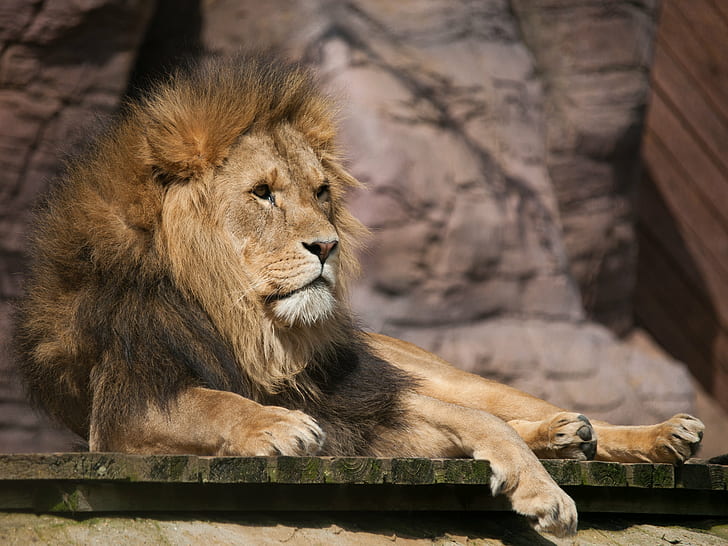 Male Lion lying on brown and green wooden board, Colchester Zoo, HD wallpaper