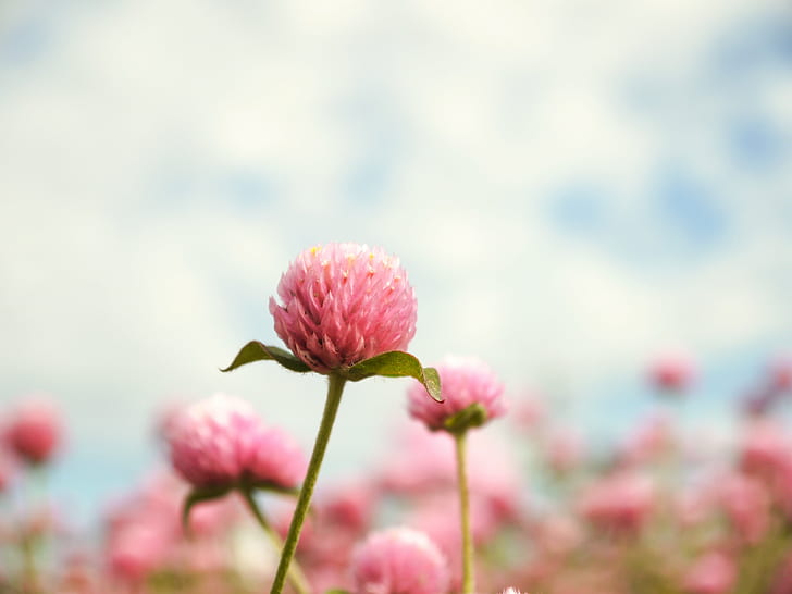 macro shot of pink flower, nature, plant, summer, pink Color