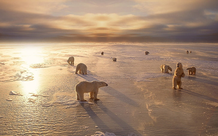 herd of white polar bears, nature, animals, animal themes, animals in the wild