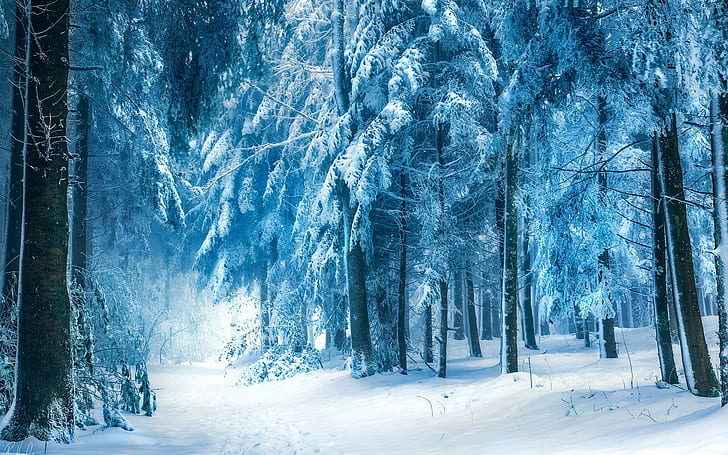 photography, trees, winter, forest, snow, nature, HD wallpaper