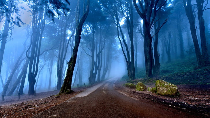 road, misty, forest, twilight, trees, stones