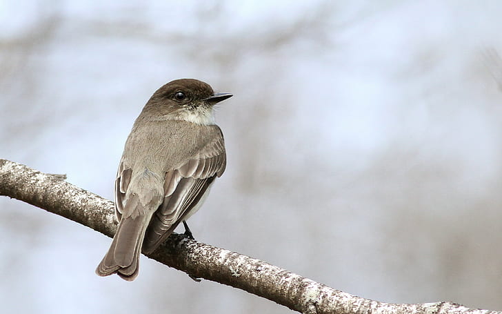 small gray bird perched on the tree, eastern phoebe, eastern phoebe, HD wallpaper