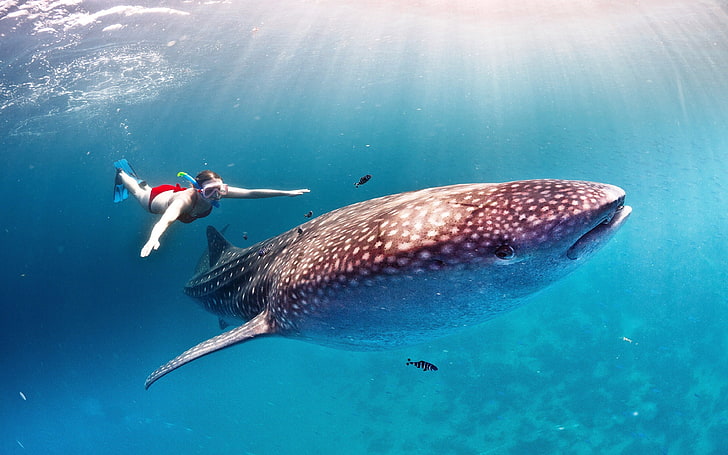 Whale Shark Hd Wallpapers For Desktop, underwater, sea, animal wildlife