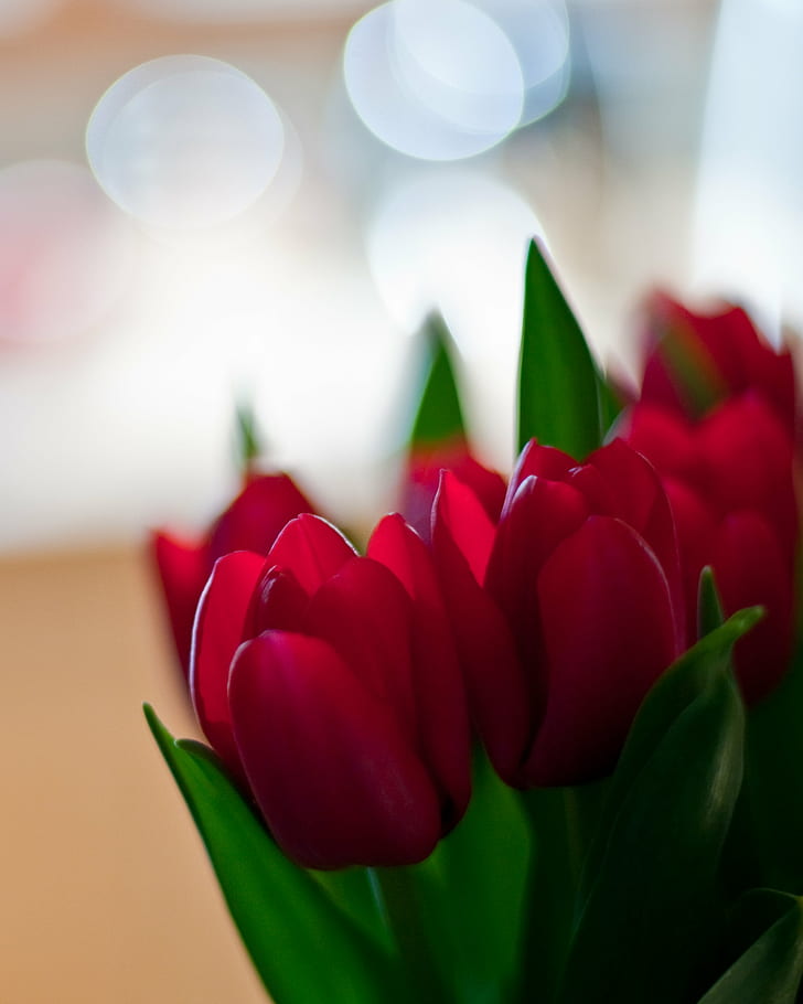 red Tulip flowers, tulips, tulips, Plants, beautiful, beauty, HD wallpaper
