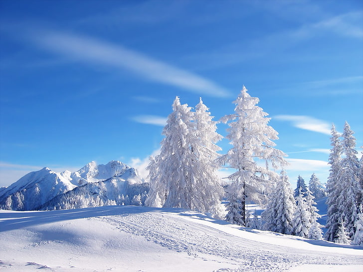 green pine trees, winter, white, snow, landscape, nature, sky