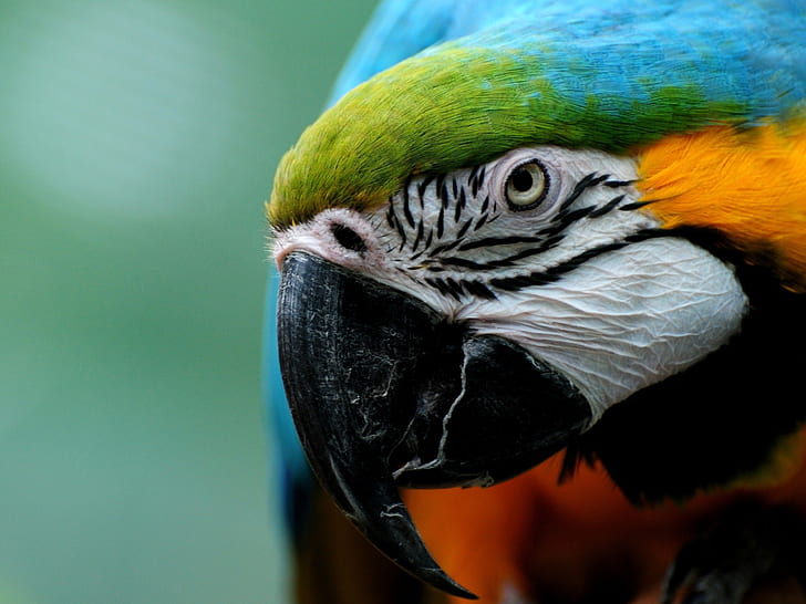 Parrot Bird HD, animals, HD wallpaper