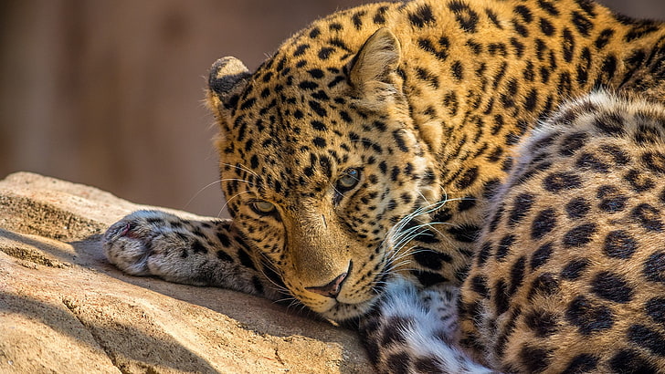 black and brown leopard, animals, leopard (animal), animal themes, HD wallpaper