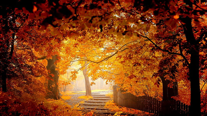 Autumn landscape Golden Nature, orange maple tree, HD wallpaper