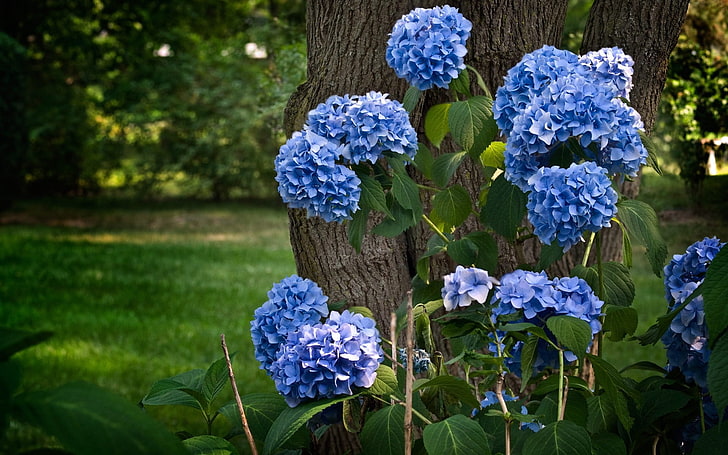 blue Hydrangea flowers, flowering, shrubs, herbs, park, nature, HD wallpaper