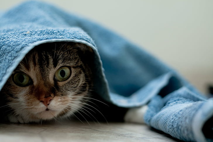 photo of brown and white cat covered with blue towel, Kiwi, Sous