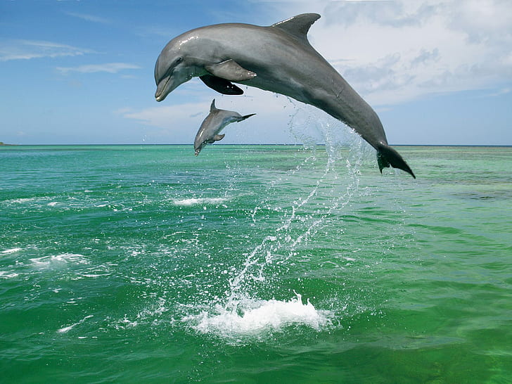 Dolphin Dolphins Ocean Jump HD, animals