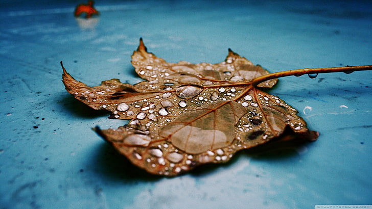maple leaf, nature, leaves, water drops, close-up, animal, animal themes