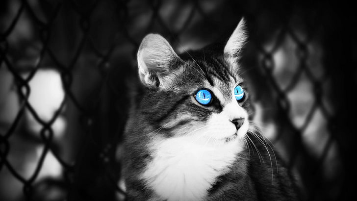 blue eyes, cat, kitten, whiskers, black and white, face, monochrome photography, HD wallpaper