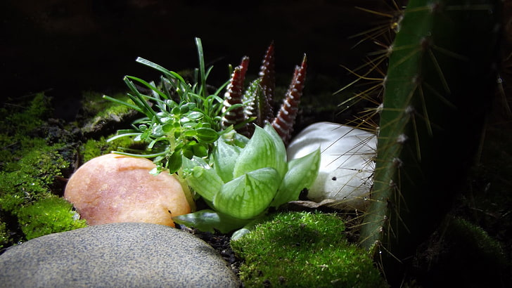 green cactus, garden, plants, nature, macro, moss, terrarium, HD wallpaper