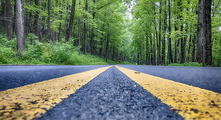 road, asphalt, trees, forest, plant, direction, land, diminishing perspective, HD wallpaper
