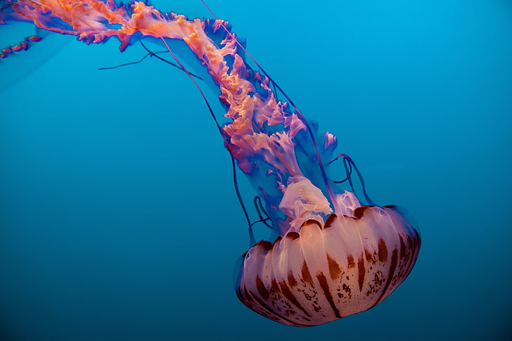 USA, California, Monterey Bay Aquarium, Jellyfish, HD wallpaper