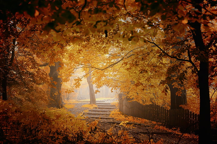 yellow-leafed trees, fall, mist, fence, walkway, leaves, orange, HD wallpaper