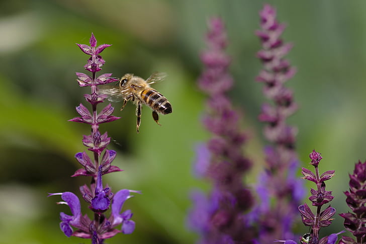 close-up photography of bee near purple petaled flowers, Apis mellifera