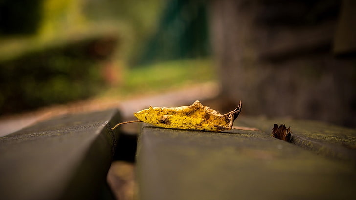 focus photo of yellow dry leaf, leaves, fallen leaves, selective focus, HD wallpaper