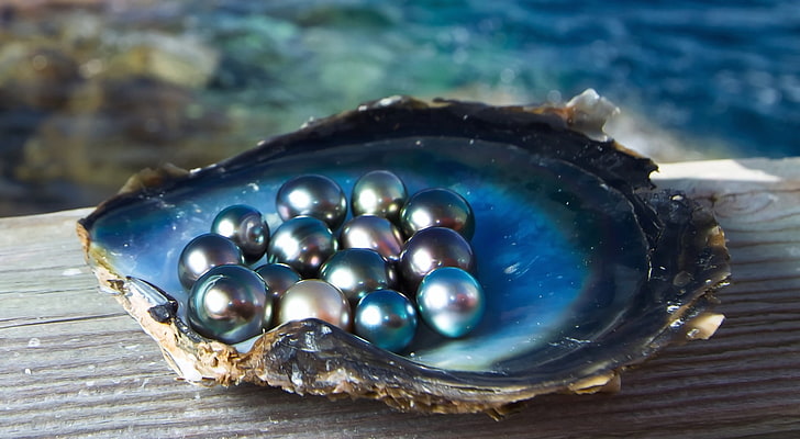 sea, light, Shine, shell, pearls, black pearl, animal wildlife, HD wallpaper