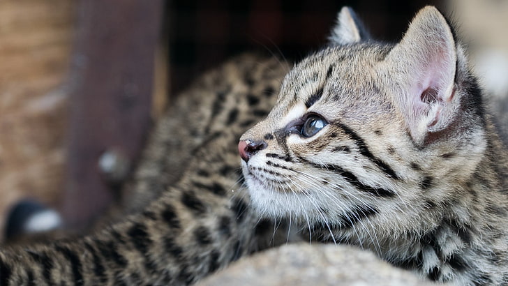 brown and gray leopard kitten, cat, animals, animal themes, mammal