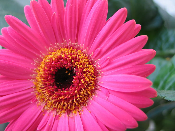 pink flower macro shot, nature, gerbera Daisy, petal, plant, close-up, HD wallpaper