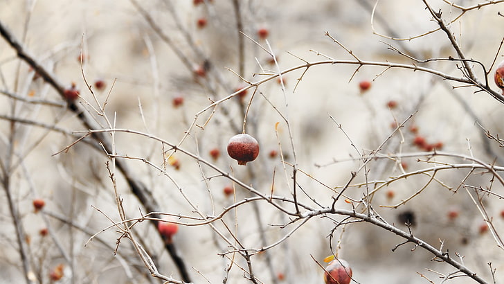 red flower, round red fruit, nature, twigs, depth of field, minimalism