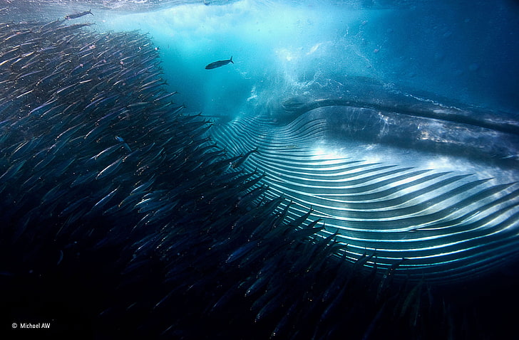 humpback whale TV still, nature, water, underwater, sea, animals, HD wallpaper
