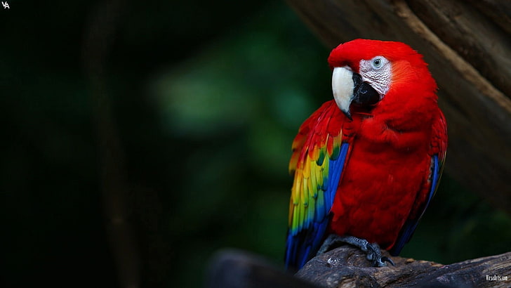 parrot, birds, Scarlet macaw, macaws, vertebrate, animal wildlife, HD wallpaper