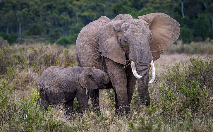 Baby and Mother Elephant, Africa, Travel, View, Protect, Nature