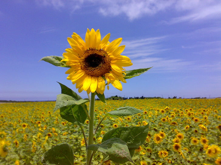 yellow and green sunflower under blue sky picture during daytime, sunflower, HD wallpaper