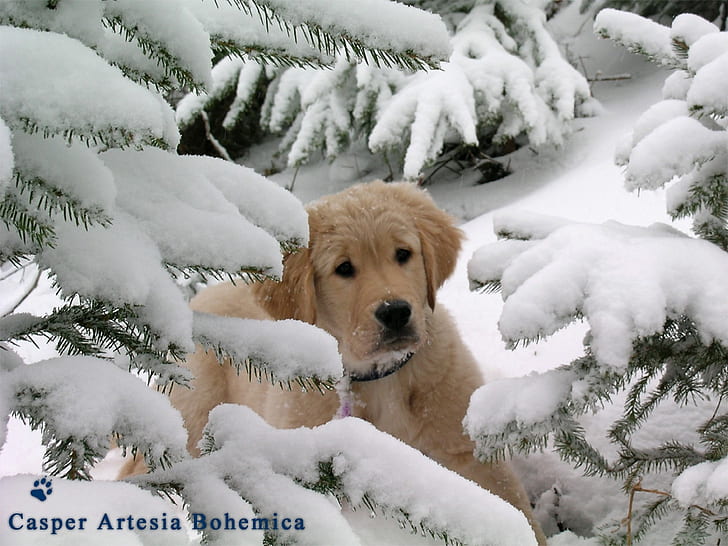 dog in snow animal fir golden Pet puppy retriever Tree winter HD