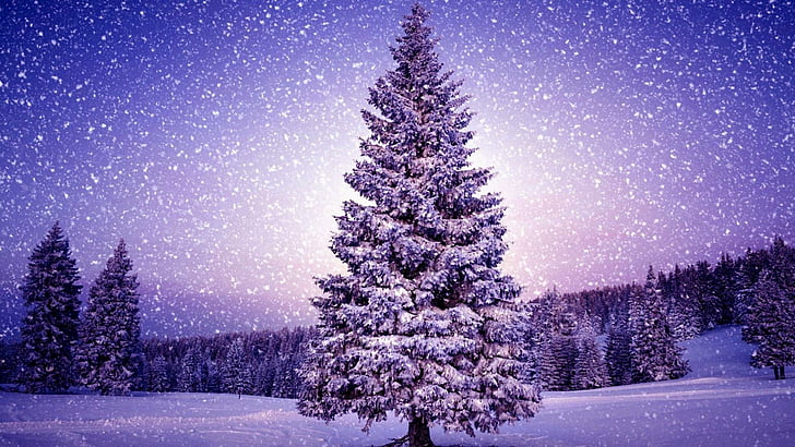 christmas tree, snowy, field, pine tree, snowfall, celebration, HD wallpaper