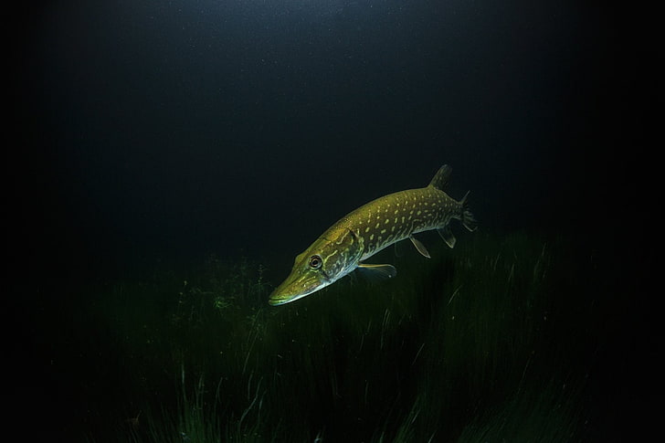 Animal, Northern Pike, Fish, Underwater, HD wallpaper