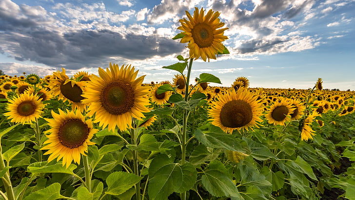 sunflower, sky, field, 5k uhd, agriculture, crop, HD wallpaper