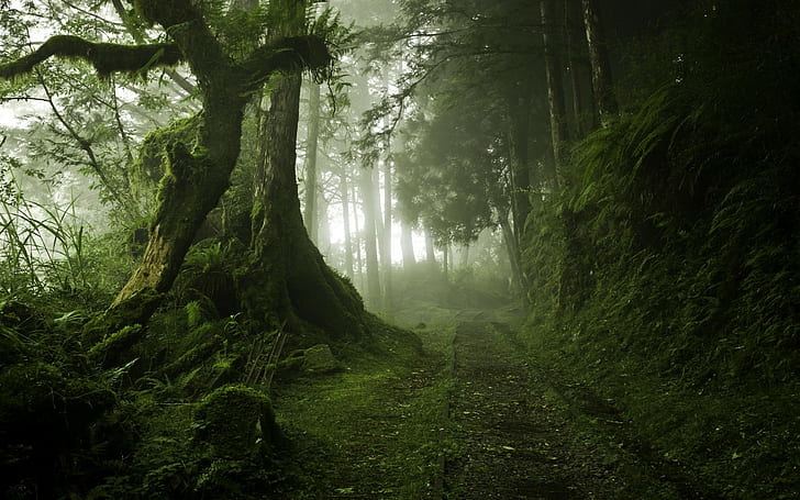 Landscape, Nature, Mist, Path, Moss, Trees, Forest, Green
