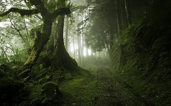 trees covered in moss, landscape, nature, mist, path, forest, HD wallpaper