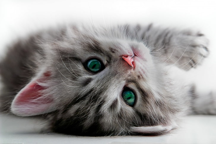 Kitten images for desktop background