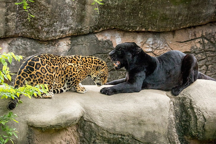 Jaguars in zoo, teeth, panther, wild cats, black jaguar, steam, HD wallpaper