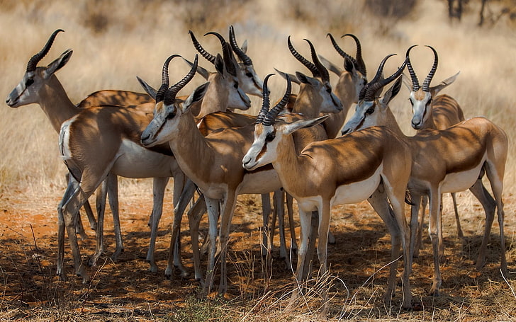 deer lot, antelope, nature, africa, wildlife, safari Animals, HD wallpaper
