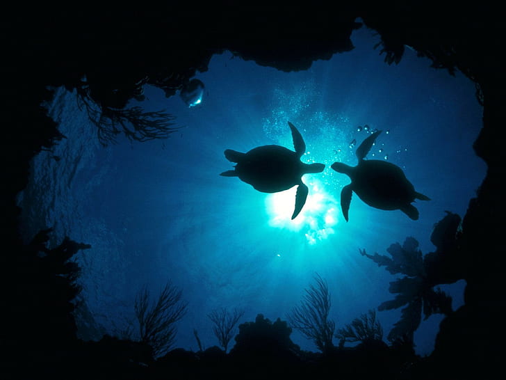 turtle, sea life, animals, underwater