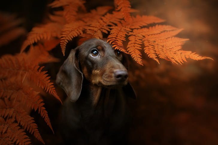 autumn, look, face, leaves, background, portrait, dog, Dachshund, HD wallpaper