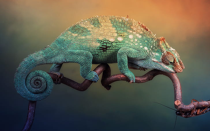 animals, chameleons, reptiles, HD wallpaper