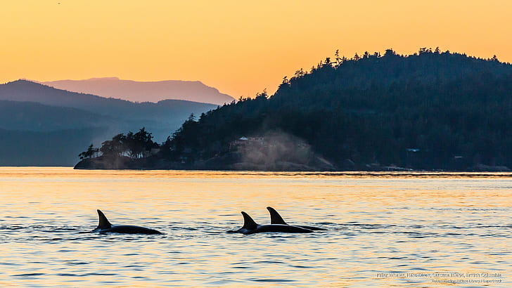 Killer Whales, Haro Strait, Saturna Island, British Columbia, HD wallpaper