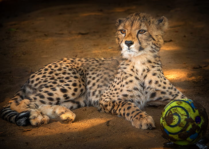 HD wallpaper: look, face, pose, background, the ball, baby, Cheetah, lies |  Wallpaper Flare